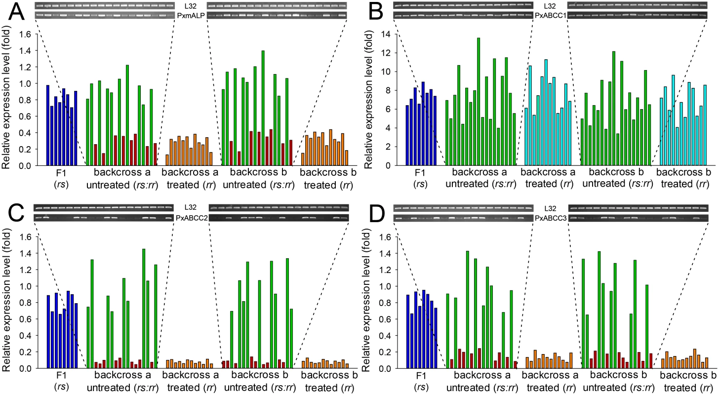 Linkage of resistance to Cry1Ac to reduced expression of <i>PxmALP</i>, <i>PxABCC1</i>, <i>PxABCC2</i> or <i>PxABCC3</i> genes in the NIL-R strain.