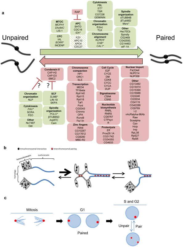 Pairing models involving both candidate pairing promoting and anti-pairing factors.
