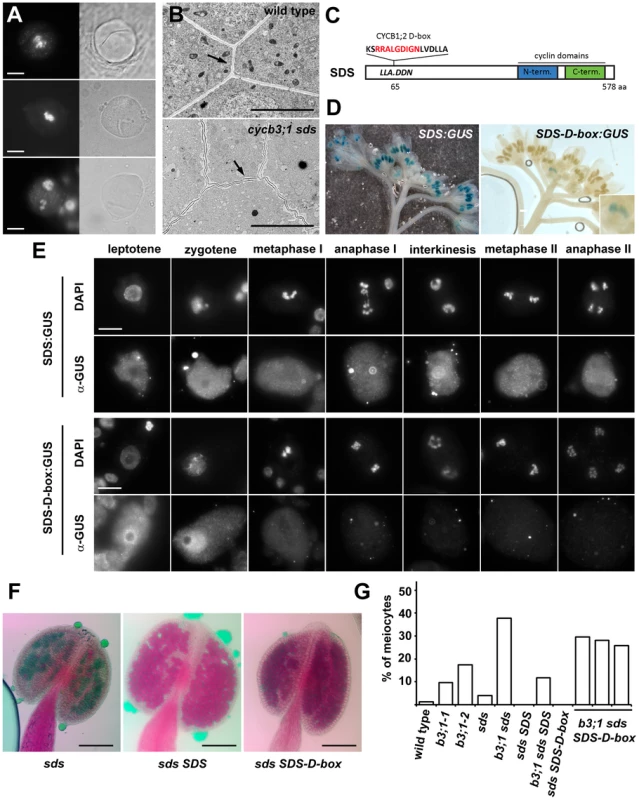 Cyclin SDS contributes to suppressing ectopic cell wall-like structures.