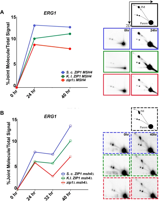 <i>S</i>. <i>c</i>. Zip1 and <i>K</i>. <i>l</i>. Zip1 promote Msh4-independent JM formation in <i>S</i>. <i>cerevisiae</i> meiotic cells.