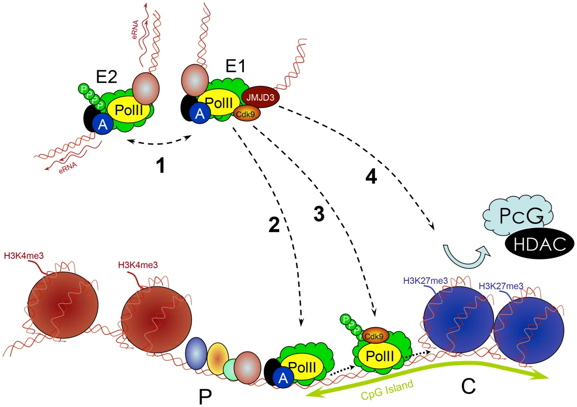 Multiple roles of enhancers.