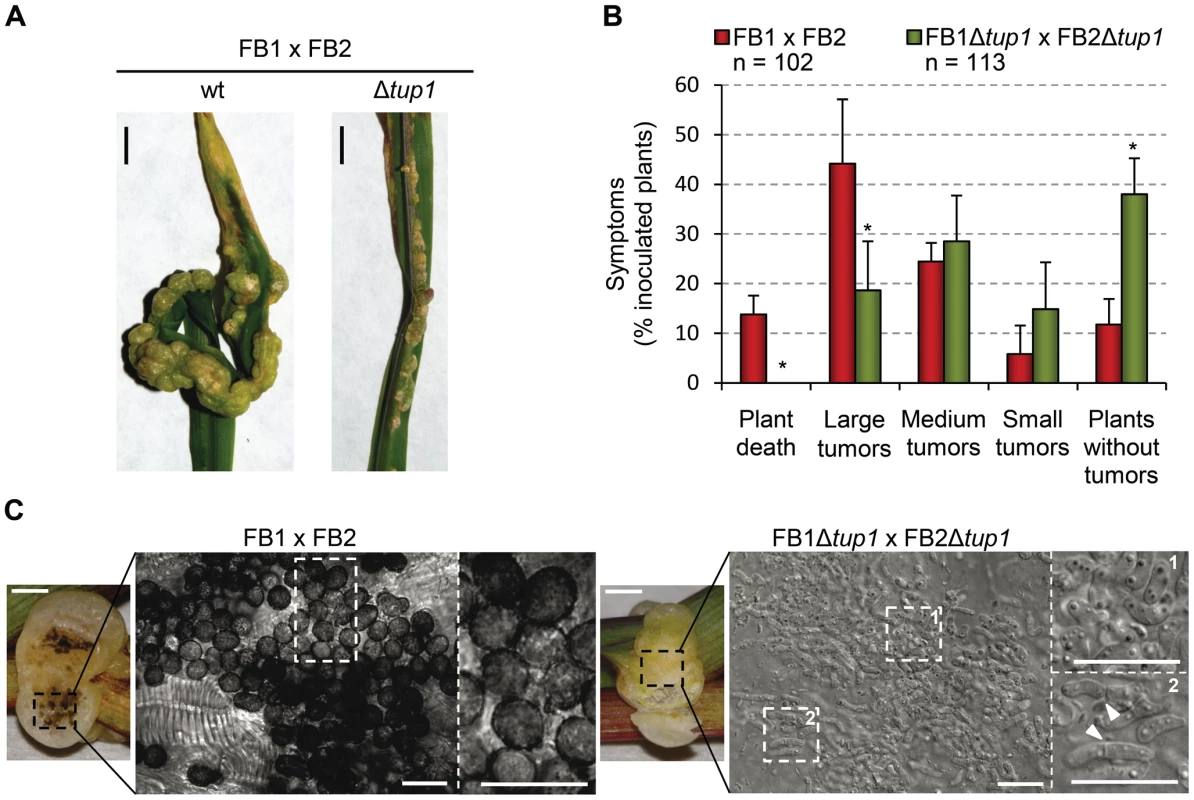 <i>tup1</i> is required for full pathogenic development.