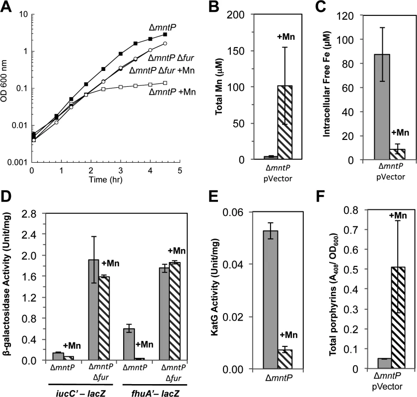 Lack of MntP, the manganese exporter, reproduces the phenotypes of MntS overproduction.