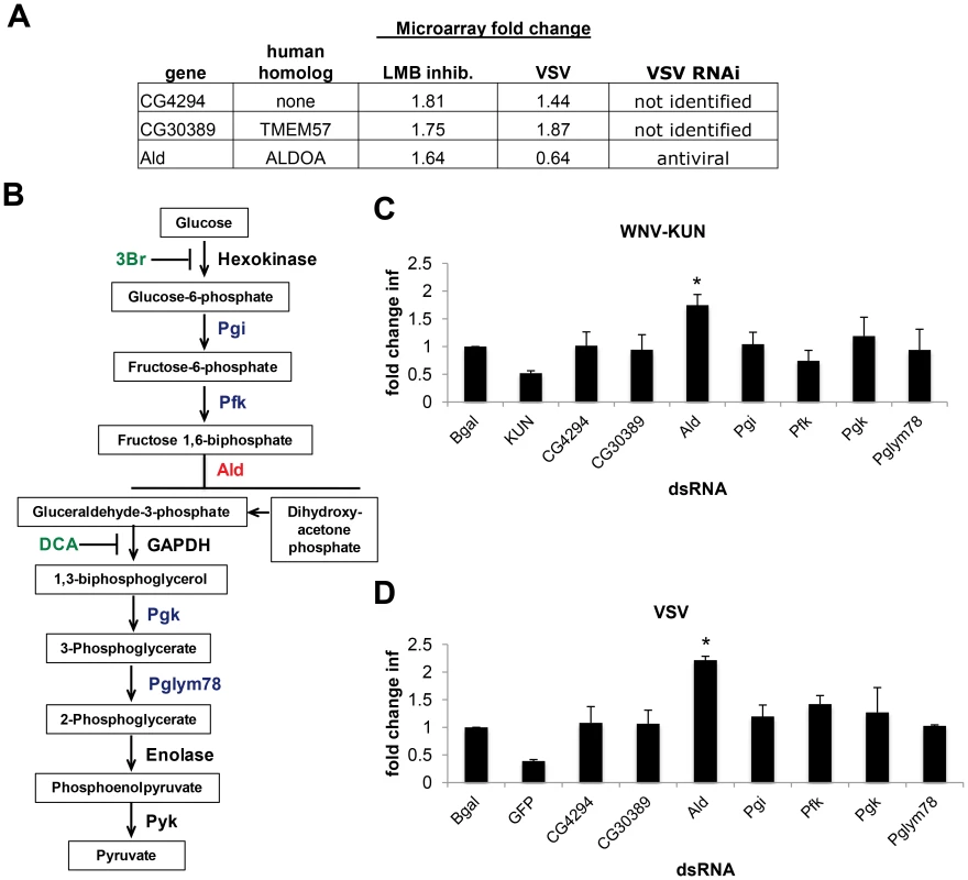dXPO1 targets dALDOA and restricts viral infection.