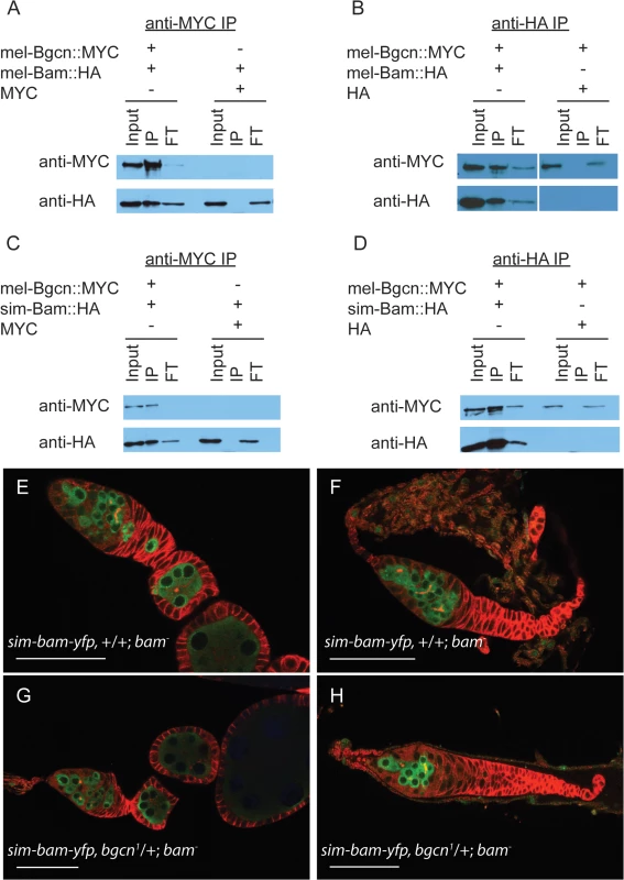 sim-Bam maintains interactions with mel-Bgcn in immunoprecipitates from S2 cells.