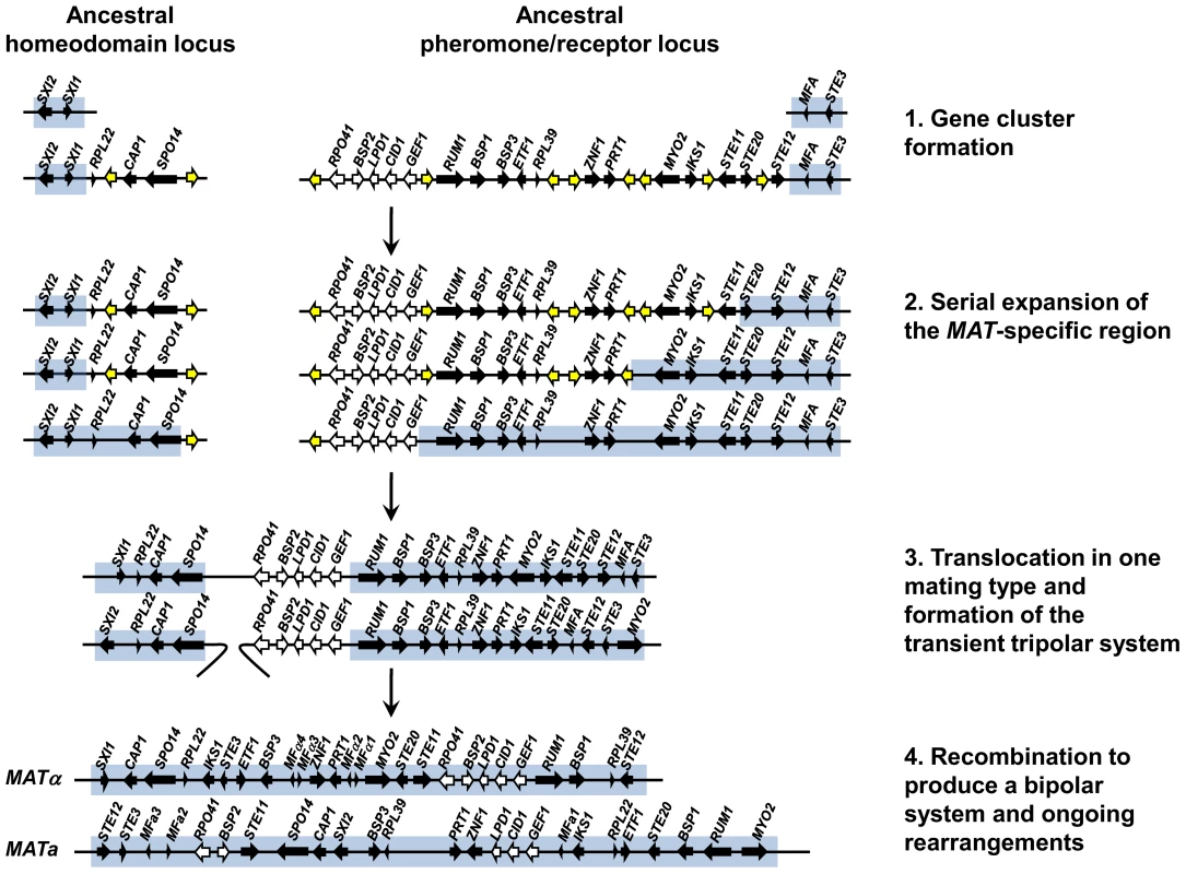 A model depicting the evolution of the bipolar <i>MAT</i>  locus in the pathogenic <i>Cryptococcus</i> species from ancestral unlinked homeodomain and pheromone/receptor loci.