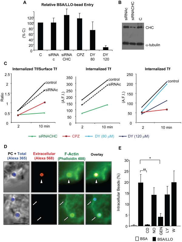 LLO-coated beads are internalized by a clathrin-independent, dynamin-, F-actin- and tyrosine kinase-dependent pathway.