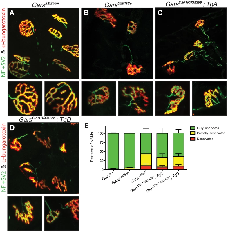 Neuromuscular junctions in rescued mice are similar to those in <i>C201R/+</i> mice.