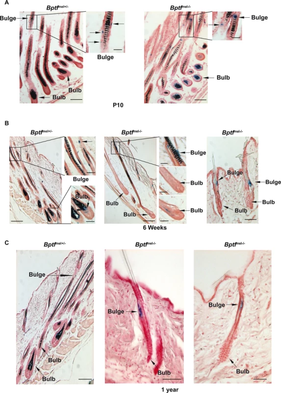 Persistence of a MSC population in adult Bptf-mutant animals.