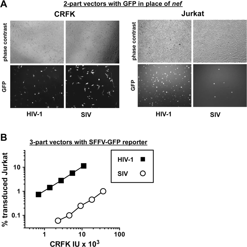 The decrease in T cell transduction efficiency by SIV<sub>MAC</sub> is not explained by differences in reporter gene expression.