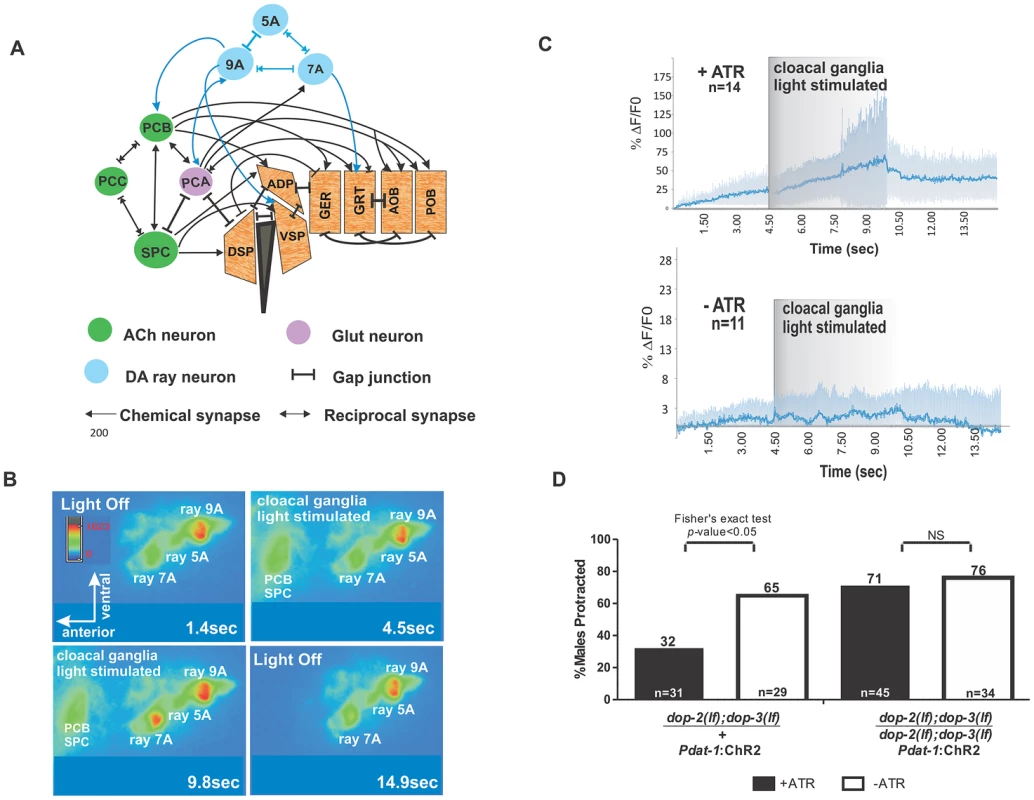 Activation of cloacal neurons increase Ca<sup>+2</sup> transients in Rn7A, and activation of DA neurons attenuate ARE-induced muscle contraction via D2-like receptors.