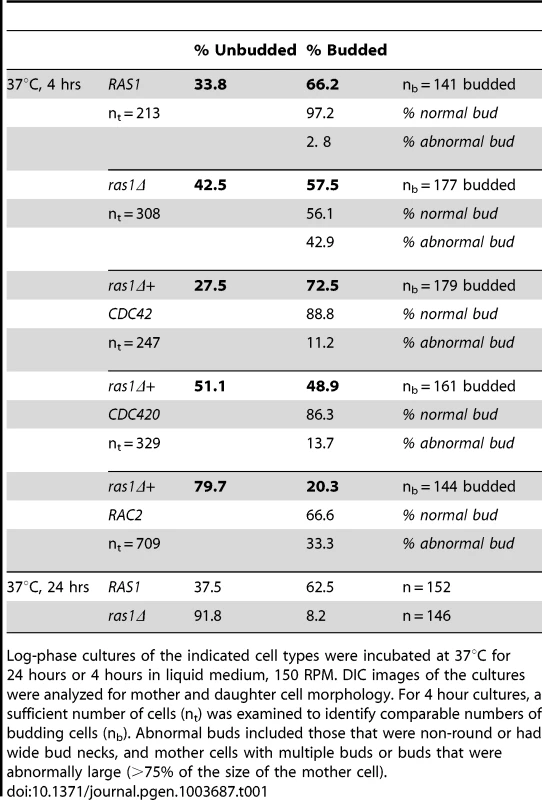 Analysis of bud morphology.