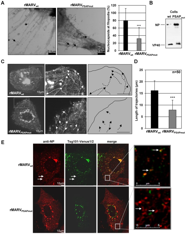 Budding from filopodia is reduced in rMARV<sub>PSAPmut</sub>-infected cells.