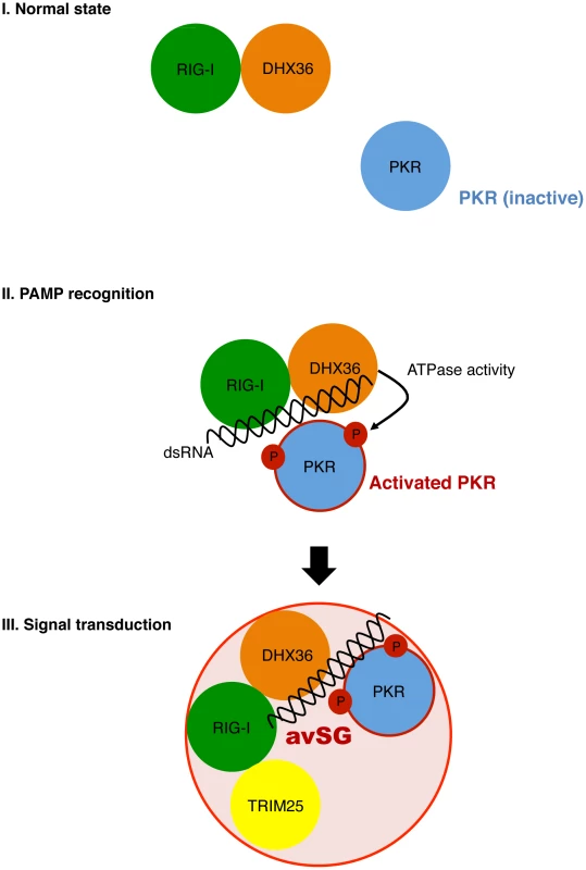 Model for functional role of DHX36 in antiviral signaling.