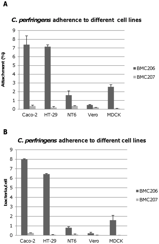 Attachment of <i>C. perfringens</i> to mammalian cells.