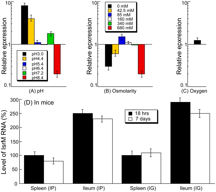 Expression of IsrM RNA in <i>Salmonella</i>.