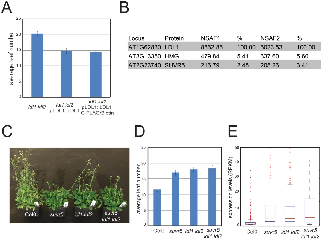 SUVR5 and LDL1 act together in a repressor complex.
