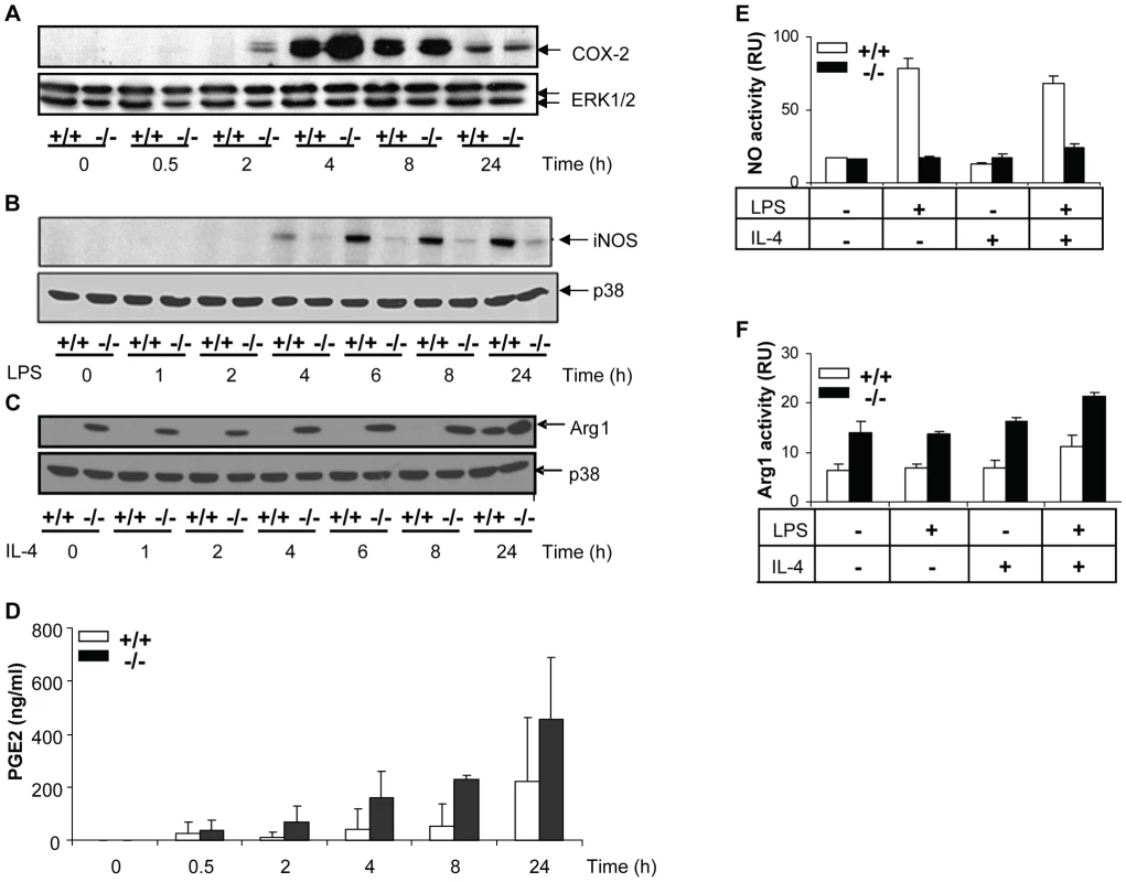 Differential effects of MKP-2 deletion upon COX-2, iNOS and Arginase-1 expression in LPS-stimulated macrophages.