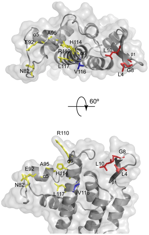 Location of MLV restriction determinants.