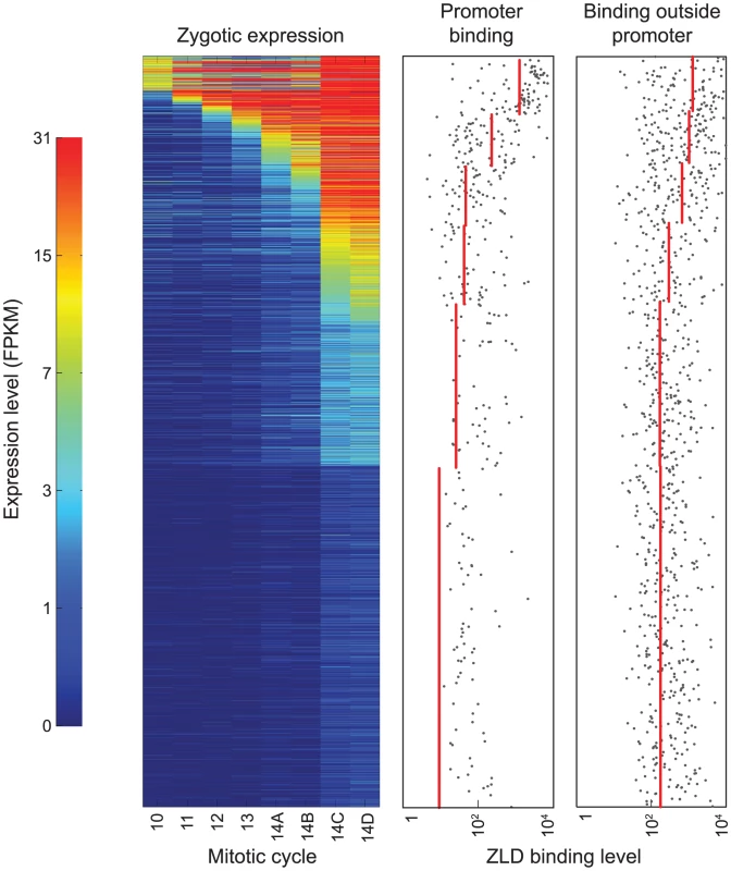 At mitotic cycle 8, ZLD marks promoter and non-promoter regions of genes activated at the MZT.