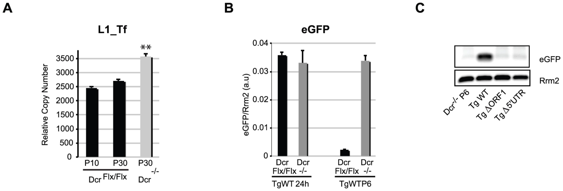 L1 elements retrotranspose in <i>Dcr<sup>−/−</sup></i> mESCs.