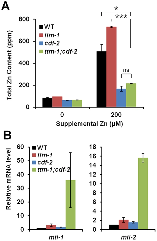 Relationships between <i>ttm-1</i> and <i>cdf-2</i>.