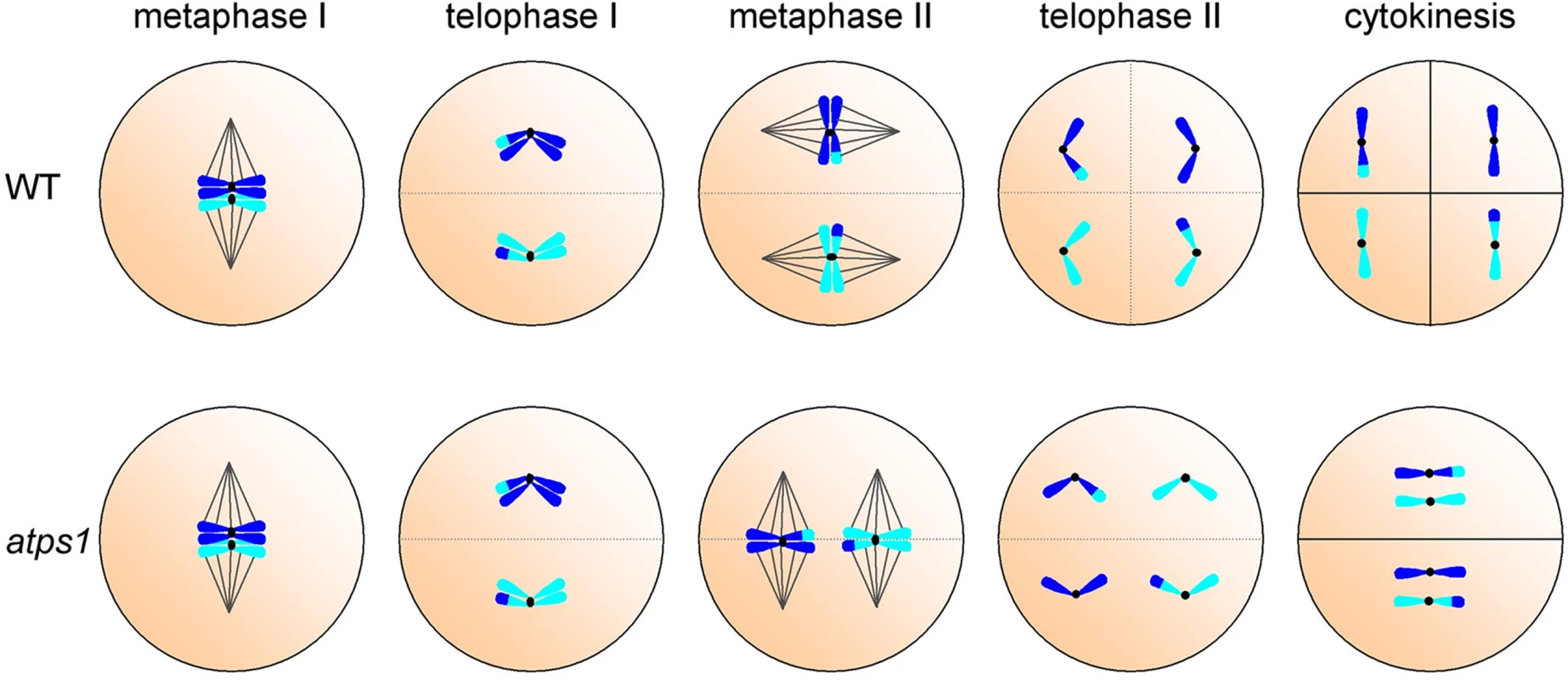 Formation of parallel spindles during meiosis II in <i>atps1</i> gives unreduced spores.