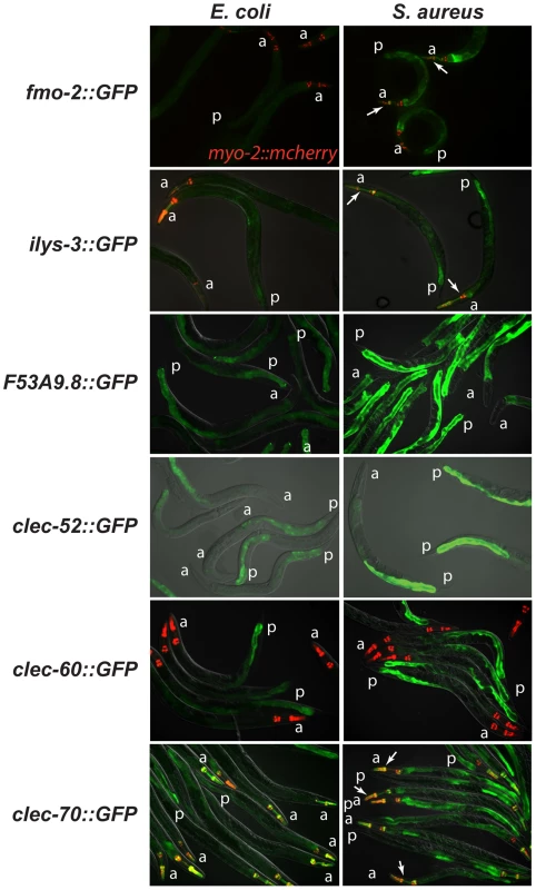 The <i>C. elegans</i> host response to <i>S. aureus</i> is induced in the intestinal epithelial cells.
