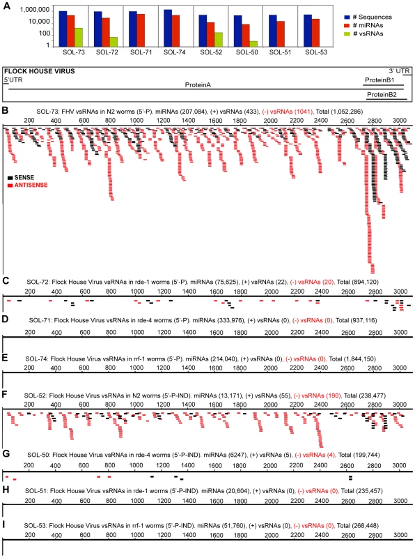 Flock House Virus-derived vsRNAs are more abundant in RNAi-competent worms, and exist as both 5′-monophosphorylated, and 5′-triphosphorylated species.