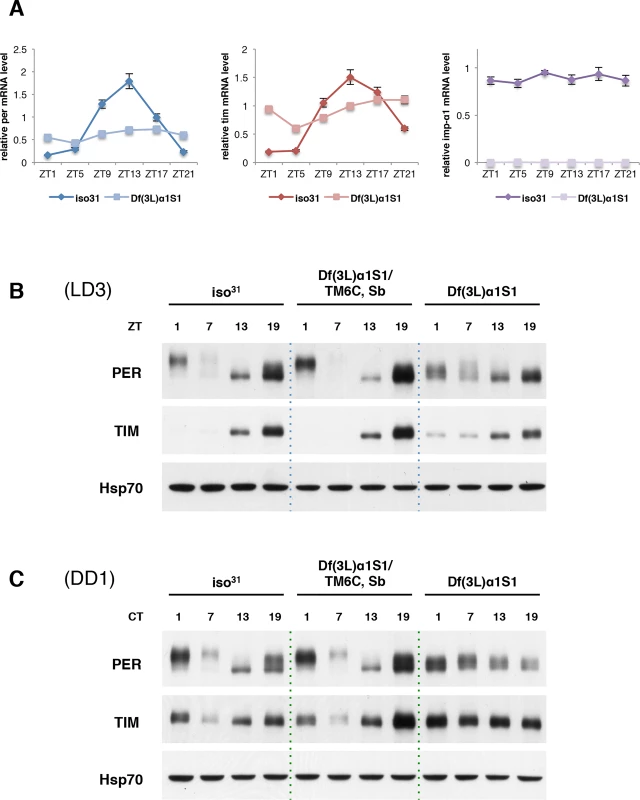 Molecular oscillations of PER and TIM are dampened in Df(3L)α1S1 flies.