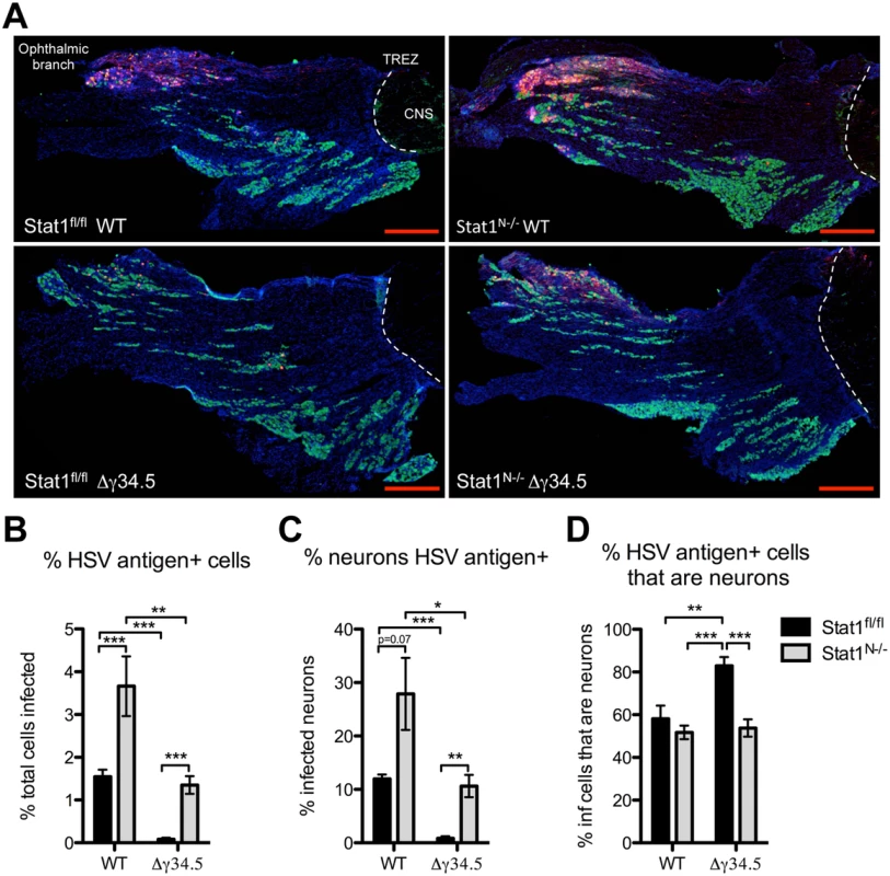 Neural deletion of STAT1 affects viral tropism in the trigeminal ganglia.