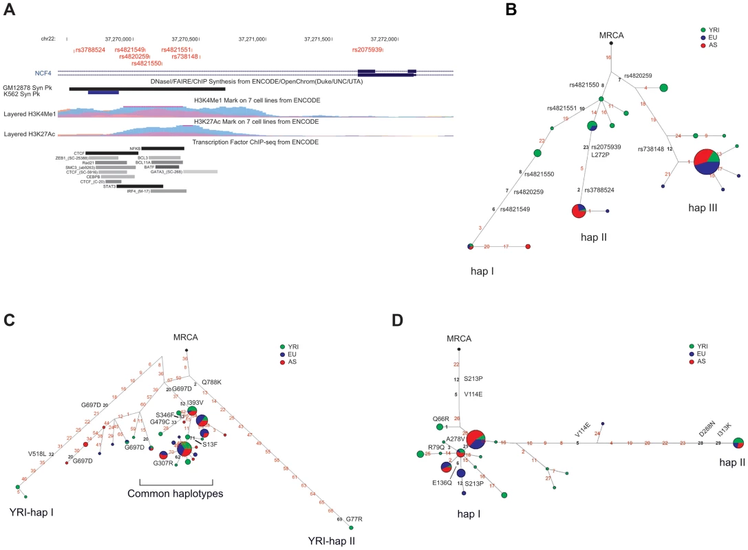 Analysis of <i>NCF4</i>, <i>CD207</i>, and <i>TAP1</i>.