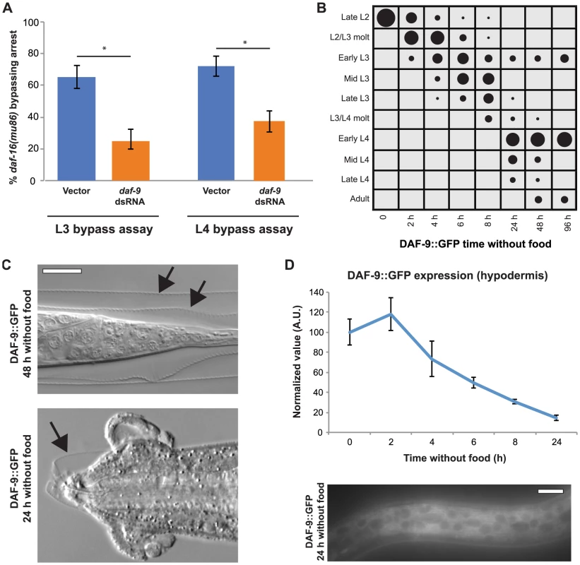 DAF-9 regulates L3 and L4 arrest downstream of DAF-16.