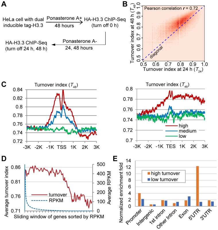 Genome-wide analysis of H3.3 nucleosome turnover.