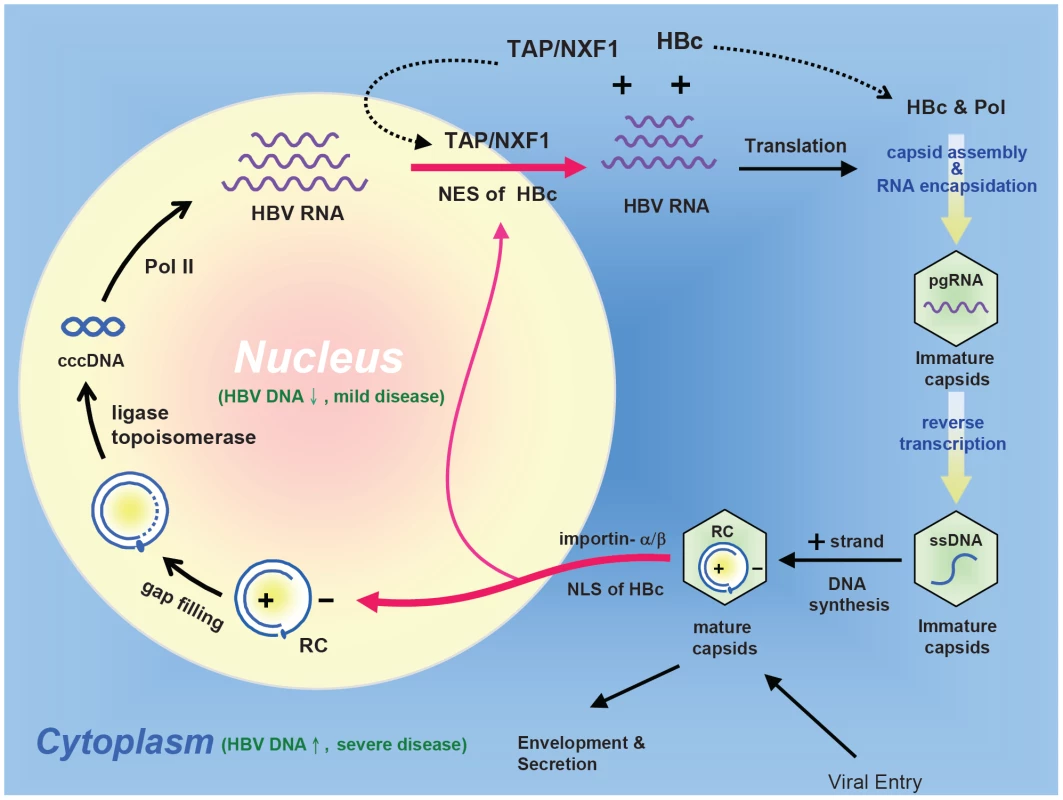 An intracellular loop of HBV ccc DNA amplification relies on the nucleocytoplasmic shuttling of HBc.