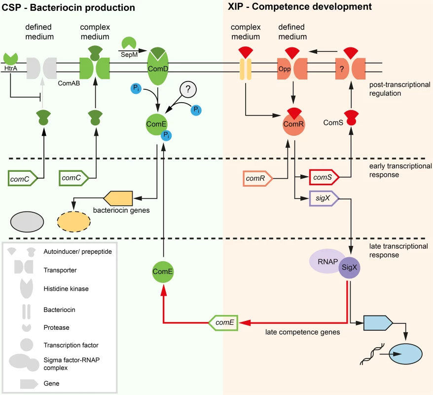 Model of competence development in <i>S</i>. <i>mutans</i>.