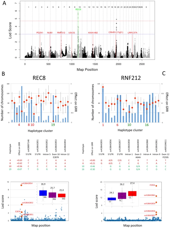 Genome-wide lod score profiles, observed counts and effects on global recombination rate.