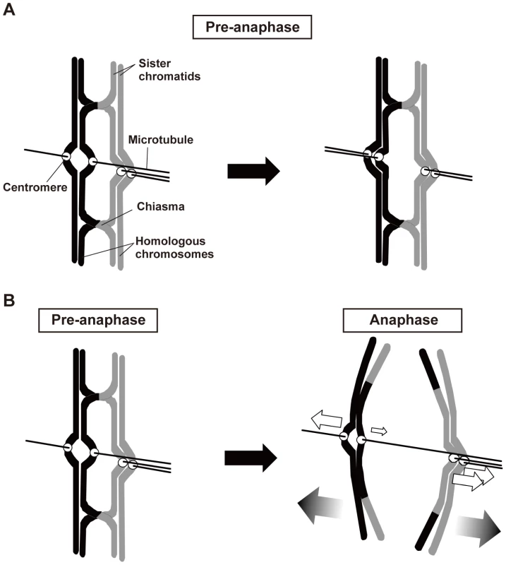 Two major roles of chiasmata during meiosis I.