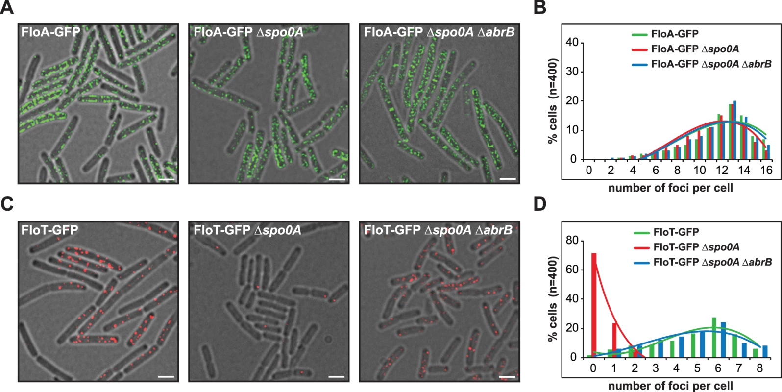 Spo0A regulates <i>floT</i> and not <i>floA</i> expression via inhibition of AbrB.