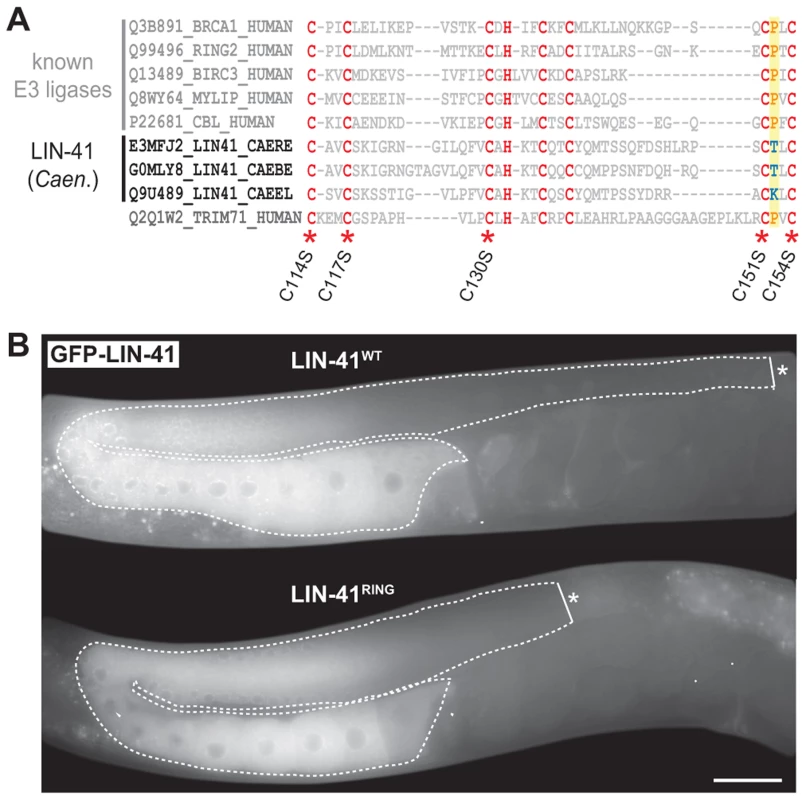 LIN-41 does not function as an E3 ubiquitin ligase.