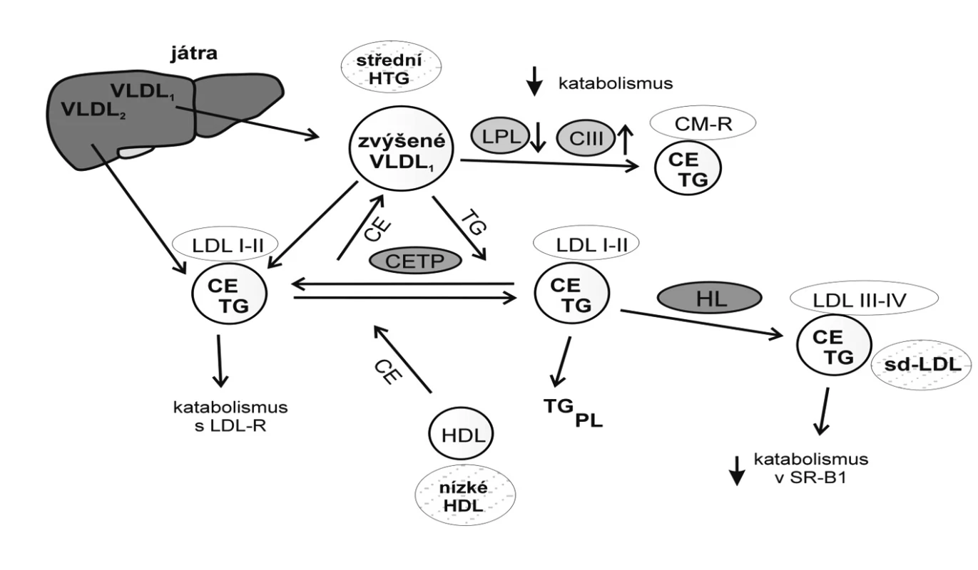 Mechanismus vzniku malých denzních LDL
Nejvýznamnějšími metabolickými prediktory převahy sd-LDL jsou hypertriglyceridémie a zvýšená aktivita jaterní lipázy. Vztahy mezi koncentrací triglyceridů a vznikem fenotypu B velikosti LDL lze vysvětlit částečně mechanismem výměny a přenosu neutrálních lipidů,
tj. triglyceridů (TG) a esterů cholesterolu (CE). Za nízkých plazmatických koncentrací TG existuje ekvimolární výměna CE z LDL do CM a VLDL a TG z VLDL a CM do LDL. U HTG dojde k převaze přenosu TG do LDL; TG v částicích LDL jsou hydrolyzovány HL za vzniku malých denzních LDL (sd-LDL) (LDL-III a LDL-IV).
VLDL1 – „velké HTG“ VLDL (Sf 100–400), VLDL2 – „normolipidemické“ VLDL (Sf 60–100), LPL – lipoproteinová lipáza,
CIII – apo CIII, CE – estery cholesterolu, TG – triglyceridy, PL – fosfolipidy, CM – chylomikrony, HDL – lipoprotein o vysoké hustotě, LDL – lipoprotein o nízké hustotě, LDL I–IV – subfrakce LDL, HL – jaterní lipáza, CETP – transferový protein esterů cholesterolu, HTG – hypertriglyceridémie