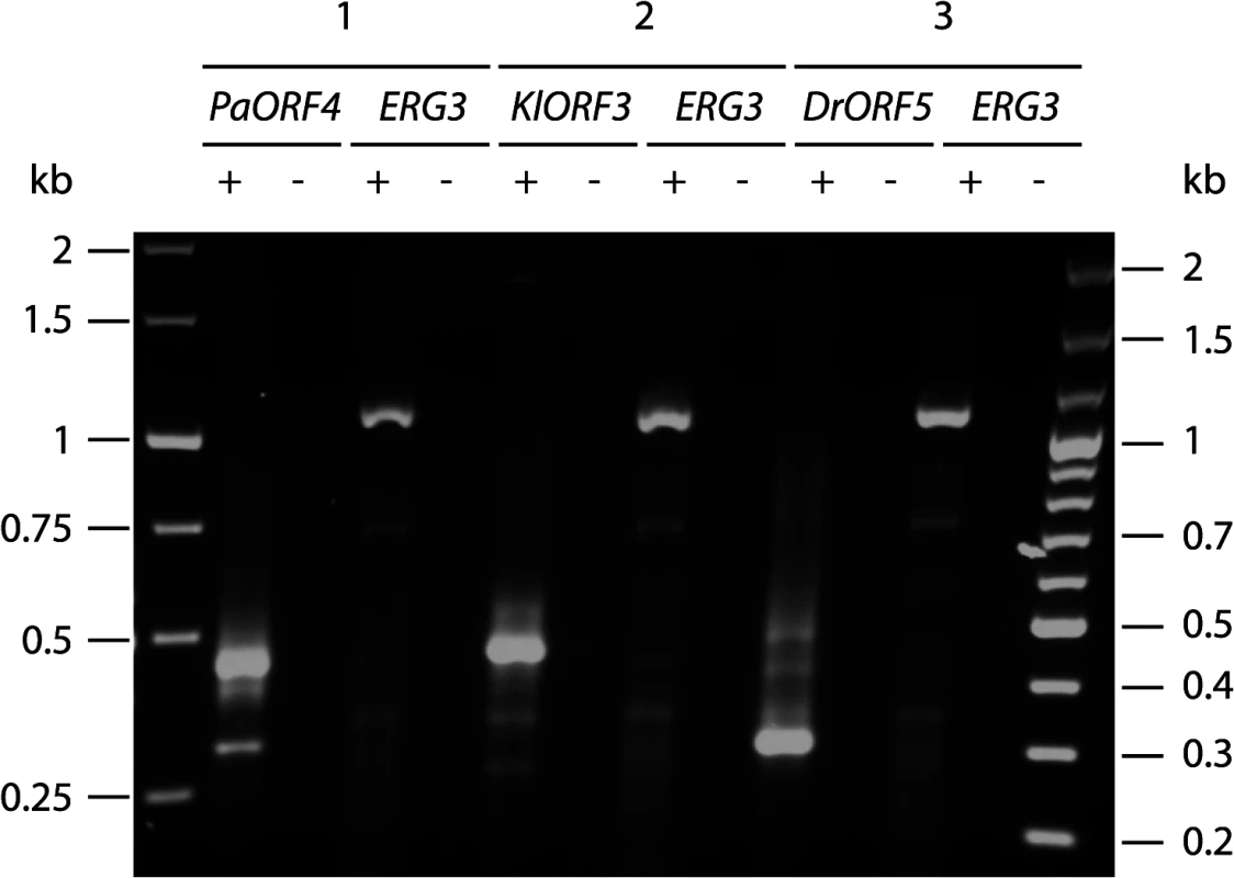 Amplification of immRNA fragments by 3´-RACE.
