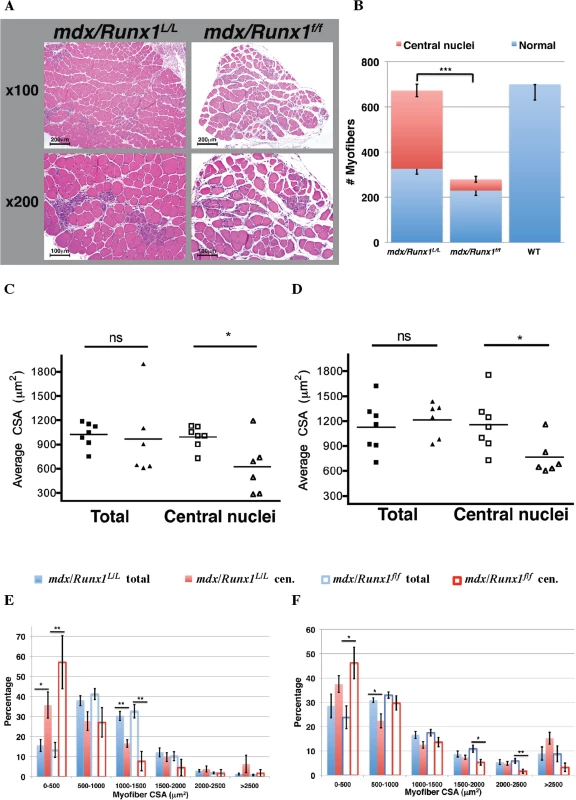 Loss of Runx1 in <i>mdx</i> mice resulted in reduced muscle regeneration.