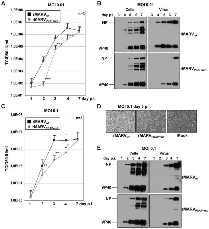 rMARV<sub>PSAPmut</sub> exhibits delayed growth kinetics.