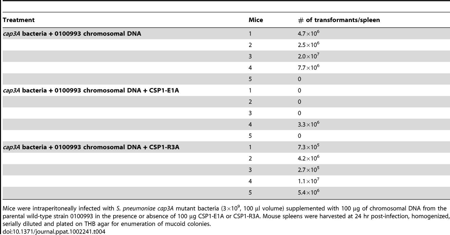 CSPP1-E1A attenuates the ability of <i>cap3A</i> mutant <i>S. pneumoniae</i> to acquire capsule gene during natural transformation in mouse peritoneal cavity.