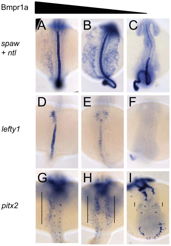 Dose-dependent effect of Bmpr1a on the expression of laterality genes.