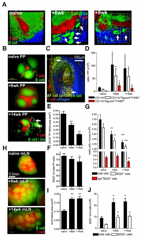Egg deposition within PP disrupts lymphoid microarchitecture and causes loss of cellularity.
