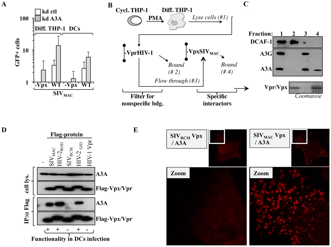 A3A affects more generally primate lentiviruses. SIV<sub>MAC</sub> Vpx provides partial protection against A3A and functionally interacts with it.