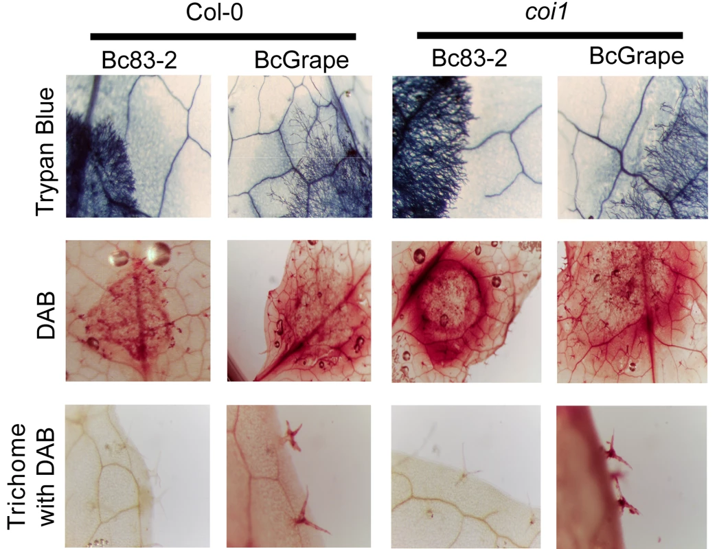 Cellular responses in wild-type and jasmonate-deficient <i>A. thaliana</i>.