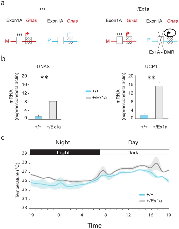 Exon 1A deletion: <i>Gnas</i> expression and body temperature.